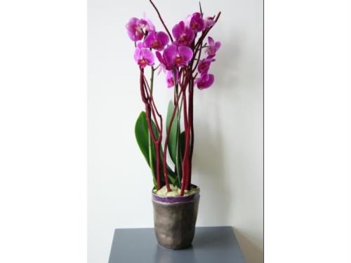 plante