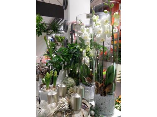 plante