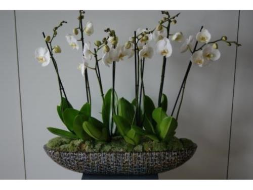 plante